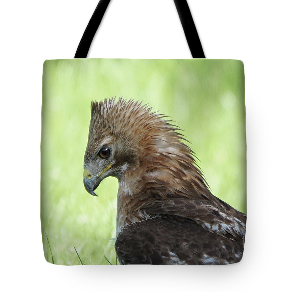 Hawk Tote Bag featuring the photograph Hawk on the Ground 2 - Contemplating Dinner by Robert Alter Reflections of Infinity