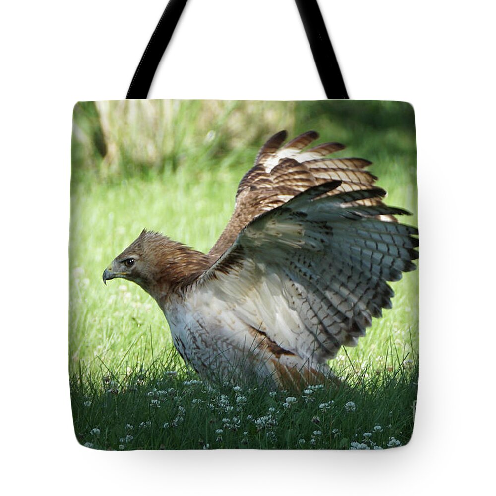 Hawk Tote Bag featuring the photograph Hawk on the Ground 3 by Robert Alter Reflections of Infinity