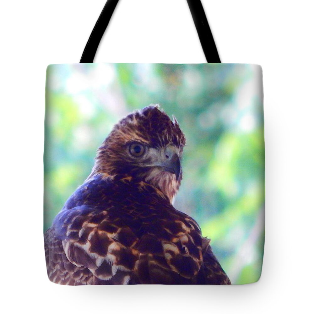 Hawk Tote Bag featuring the photograph Hawkeye by Virginia White