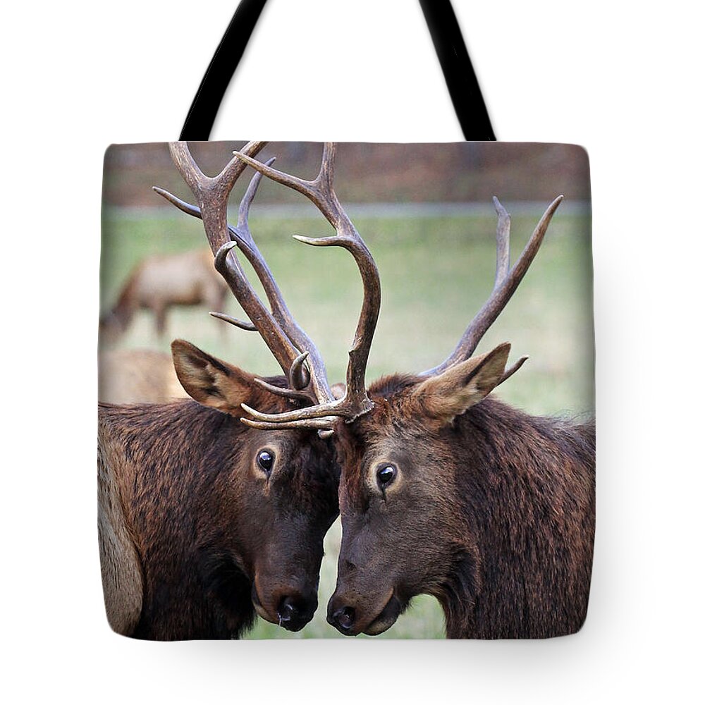 Bull Tote Bag featuring the photograph Head to Head by Jennifer Robin