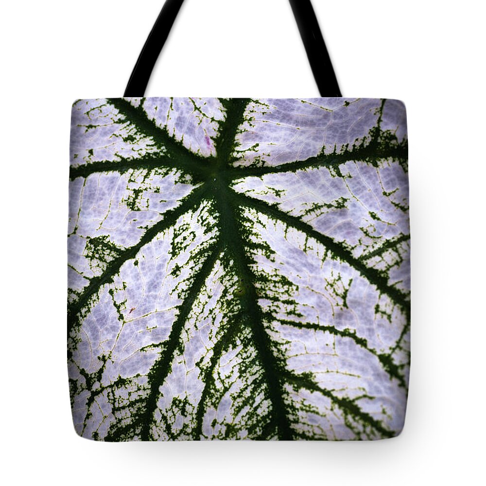 Leaf Tote Bag featuring the photograph Heart Shaped Leaf by Catherine Lau