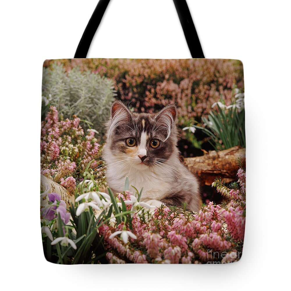 Kitten Tote Bag featuring the photograph Heather Cat by Warren Photographic