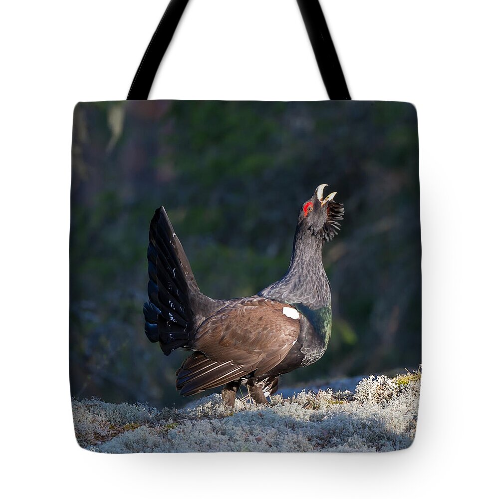 Heather Cock In The Morning Sun Tote Bag featuring the photograph Heather Cock in the Morning Sun by Torbjorn Swenelius