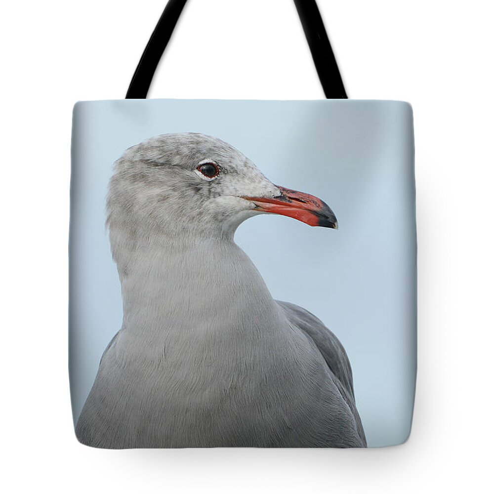 Heermann's Gull Tote Bag featuring the photograph Heermann Portrait by Fraida Gutovich