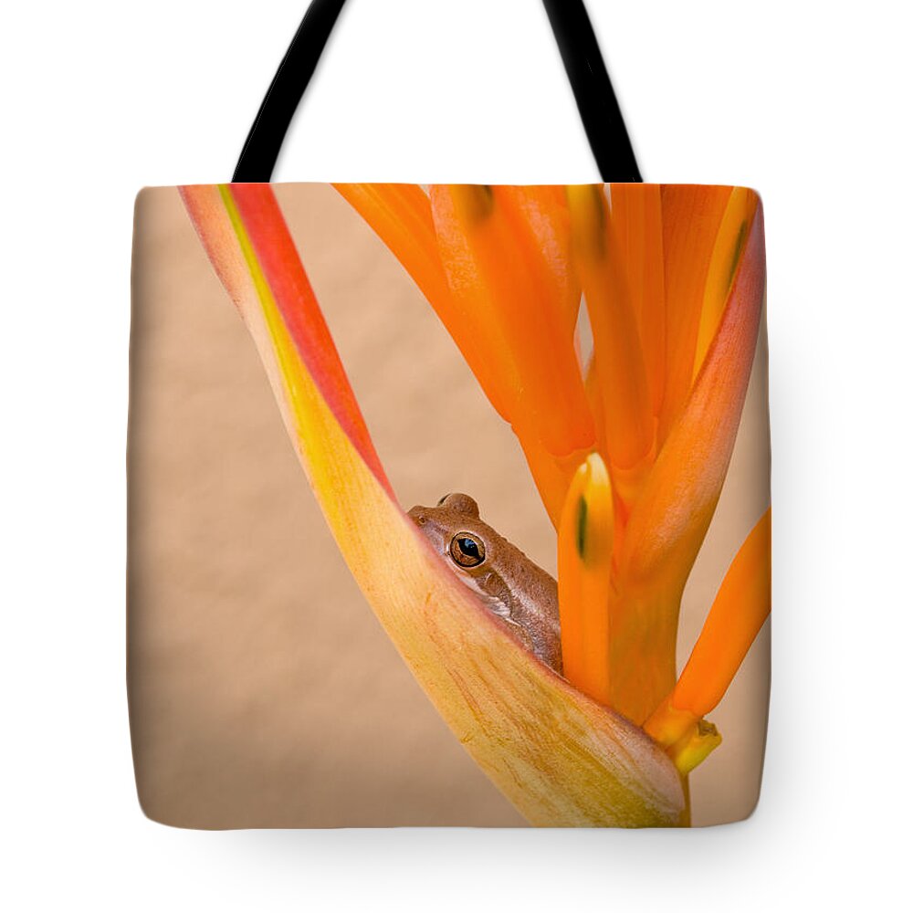 Frog Tote Bag featuring the photograph Heliconia and Frog by Steven Sparks