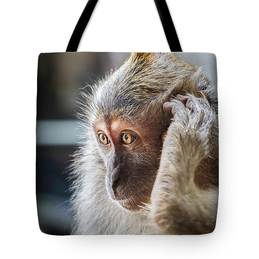 Monkey Tote Bag featuring the photograph Hello, Monkey Here by Rick Deacon