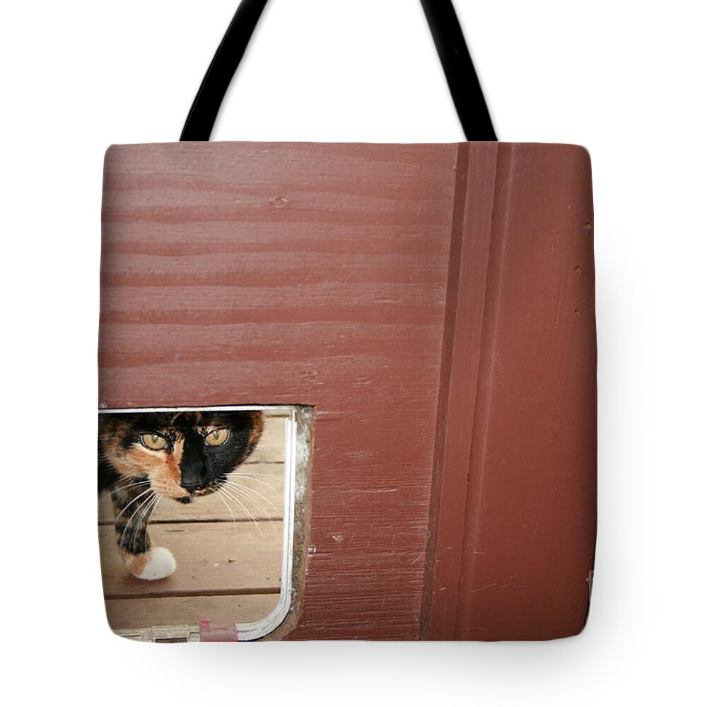 Cat Tote Bag featuring the photograph Curly peeking by Cynthia Marcopulos