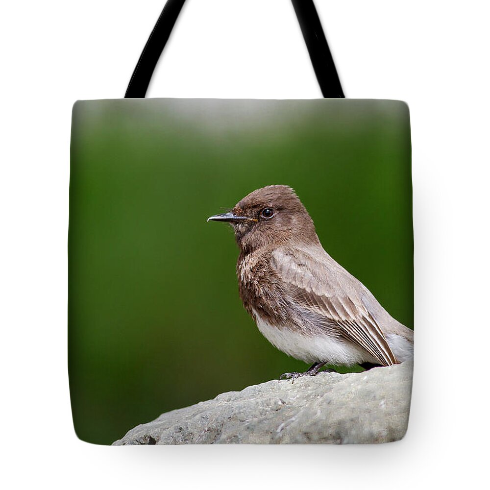 Bird Tote Bag featuring the photograph Black Phoebe by Mark Miller