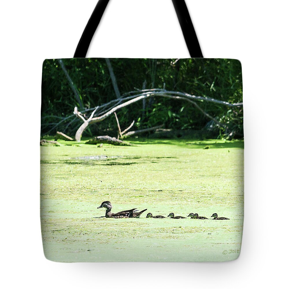 Heron Heaven Tote Bag featuring the photograph Hen And Baby Wood Ducks by Ed Peterson