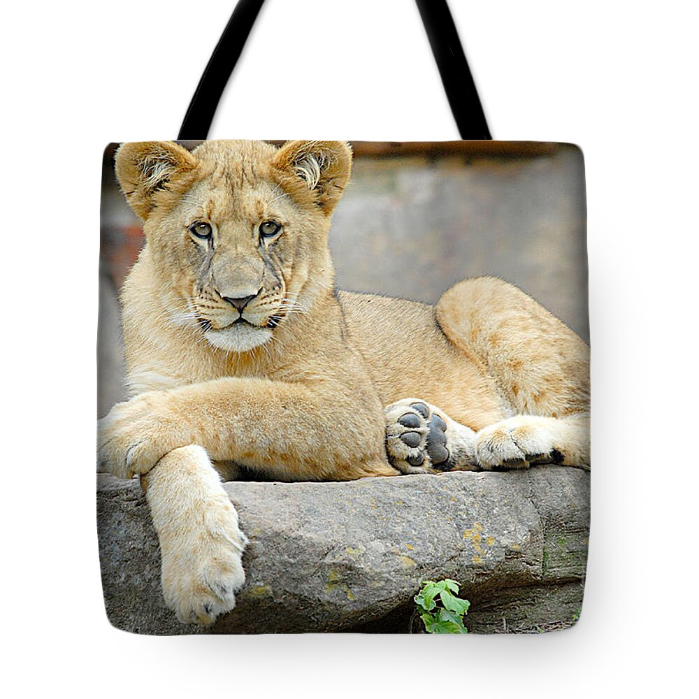Lions Tote Bag featuring the photograph Here Kitty Kitty by Dyle  Warren