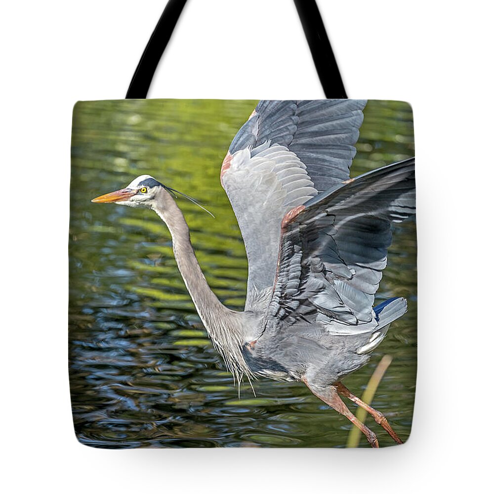 Bird Tote Bag featuring the photograph Heron Liftoff by Kate Brown