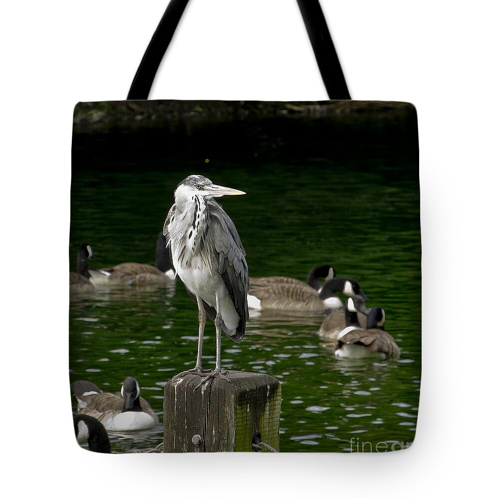 Heron Tote Bag featuring the photograph Heron's tidy outfit by Elena Perelman