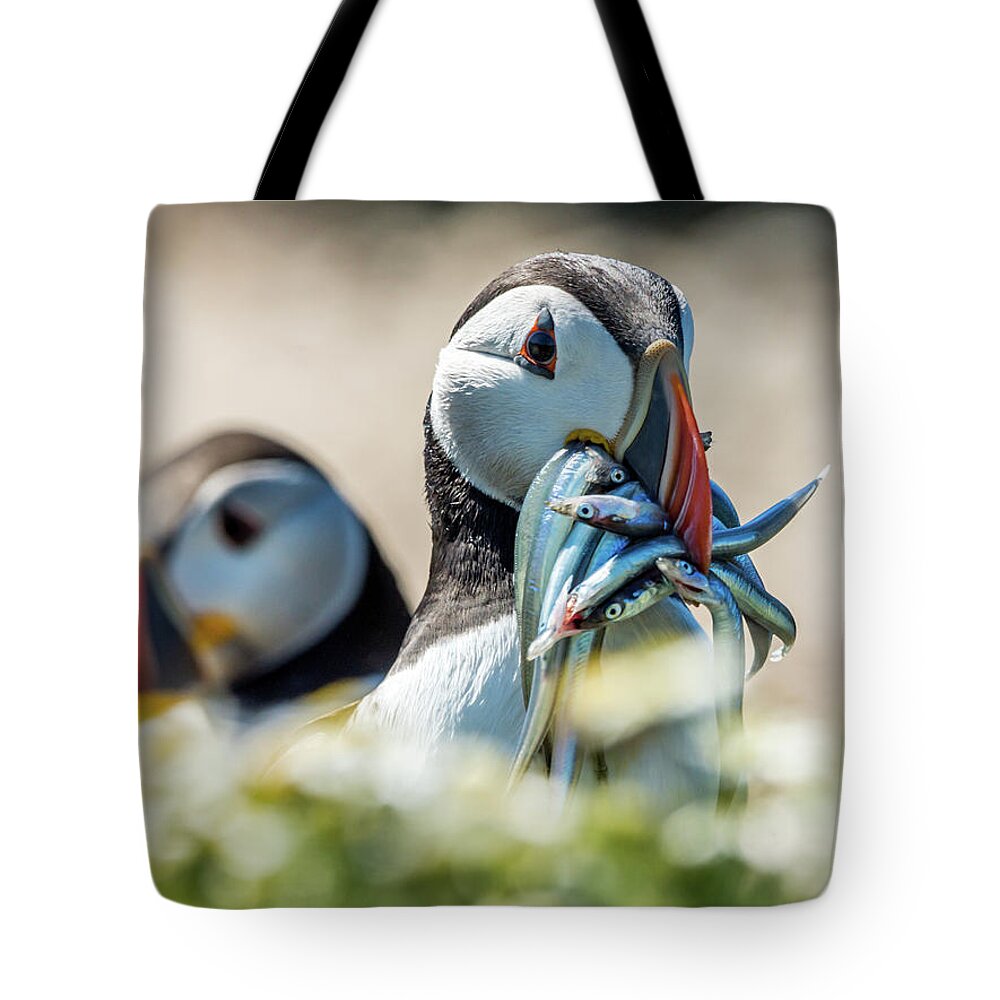 Skomer Island Tote Bag featuring the photograph He's Behind You by Framing Places