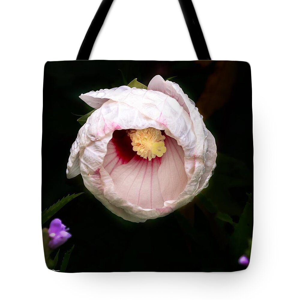 Hibiscus Tote Bag featuring the photograph Hibiscus in bloom by Jackson Pearson