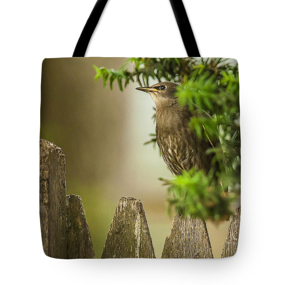 Starling Tote Bag featuring the photograph Hidden by Cathy Kovarik
