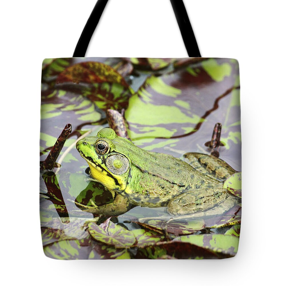 Northern Green Frog Tote Bag featuring the photograph Can you see me? by Marina Kojukhova