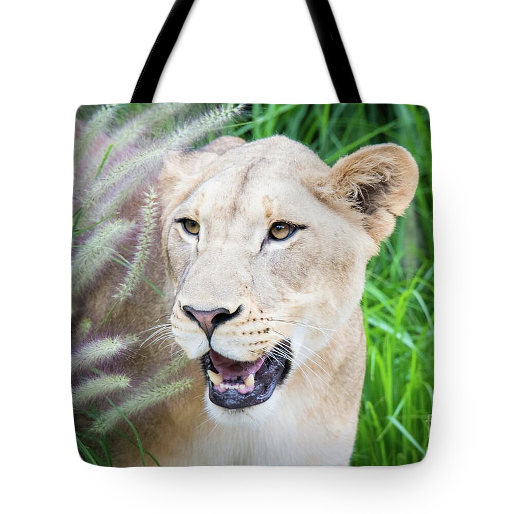 Female Lion Tote Bag featuring the photograph Hiding in Grass by Ed Taylor