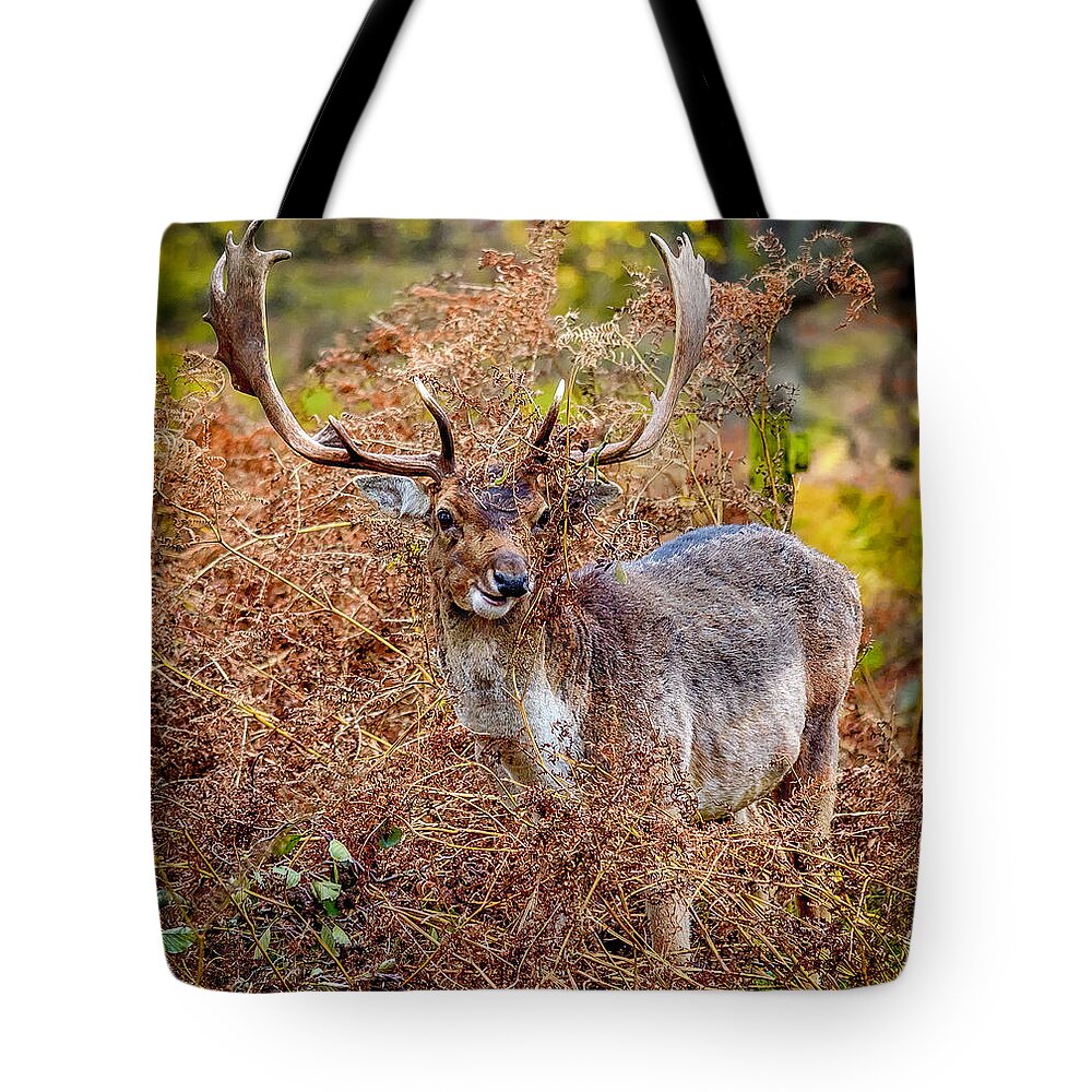 Deer Tote Bag featuring the photograph Hiding in the Bracken by Nick Bywater