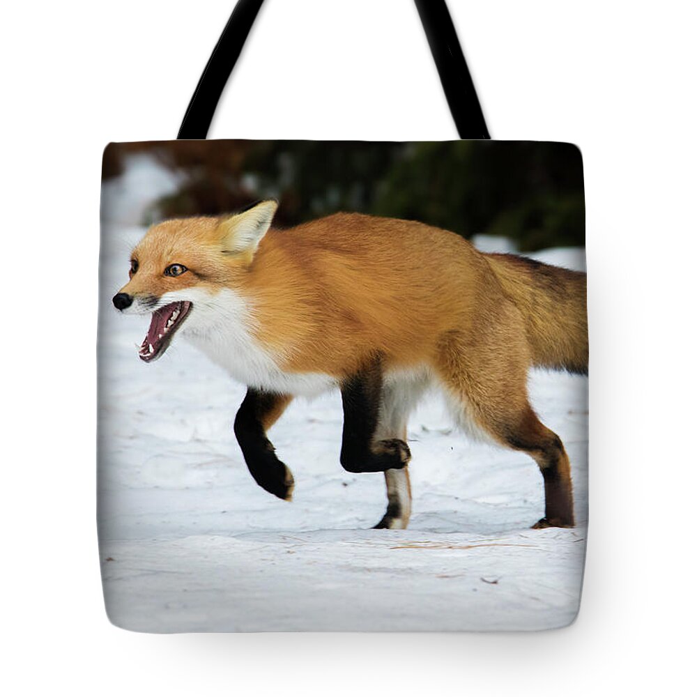 Animal Tote Bag featuring the photograph High Speed Fox by Mircea Costina Photography