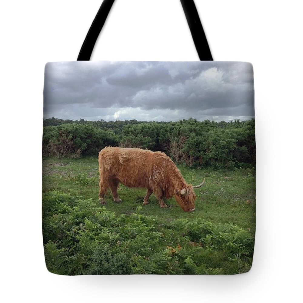 Cow Tote Bag featuring the photograph Highland Cow by Kate Gibson Oswald