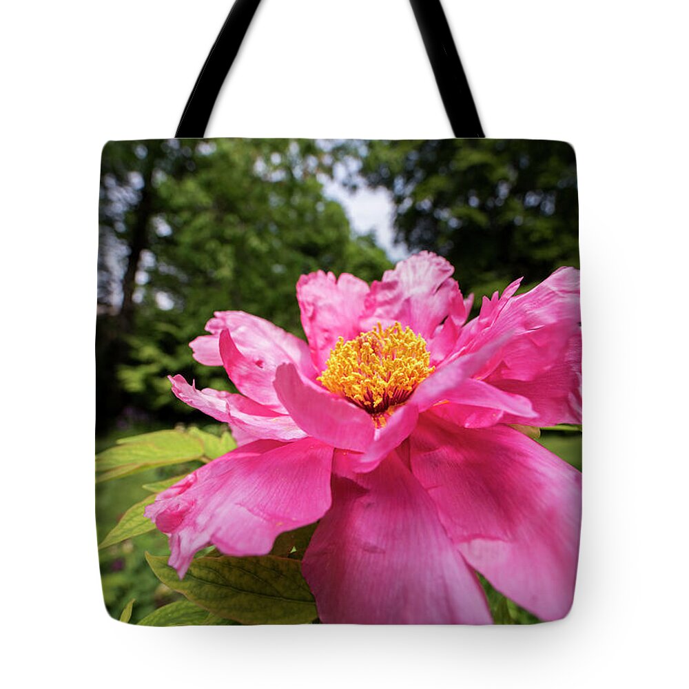 Highland Tote Bag featuring the photograph Highland Park Garden Rochester NY Purple Flower 2 by Toby McGuire