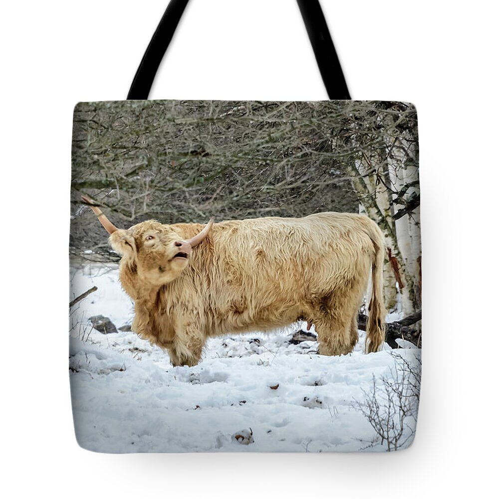Nature Tote Bag featuring the photograph Highlander in Winter by Robert Mitchell