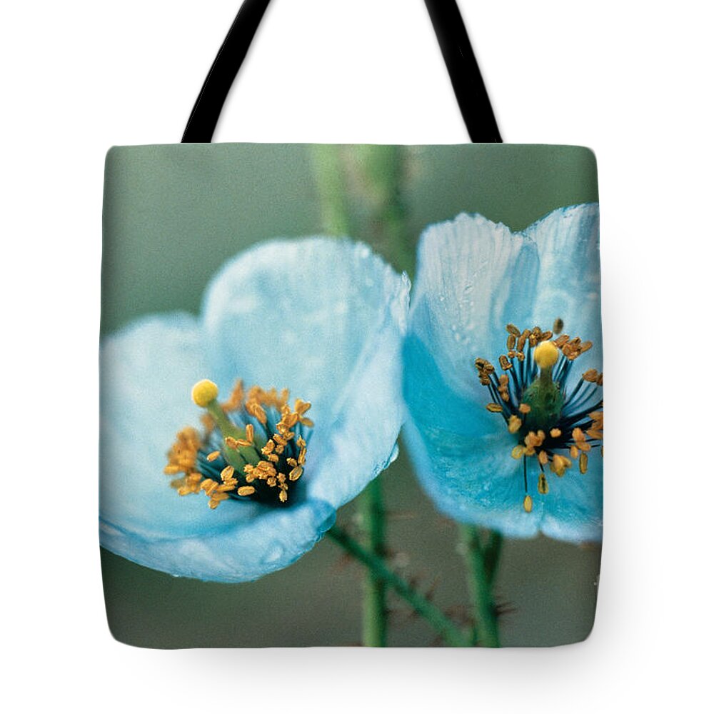 Himalayan Blue Poppy Tote Bag featuring the photograph Himalayan Blue Poppy by American School