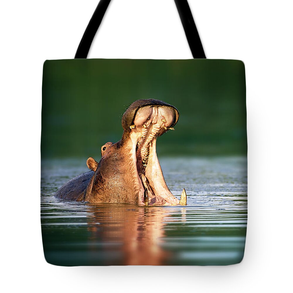 South Tote Bag featuring the photograph Hippopotamus by Johan Swanepoel