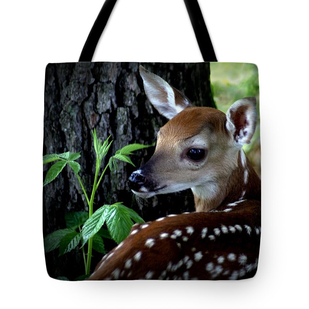 Deer Tote Bag featuring the photograph His Handywork by Bill Stephens