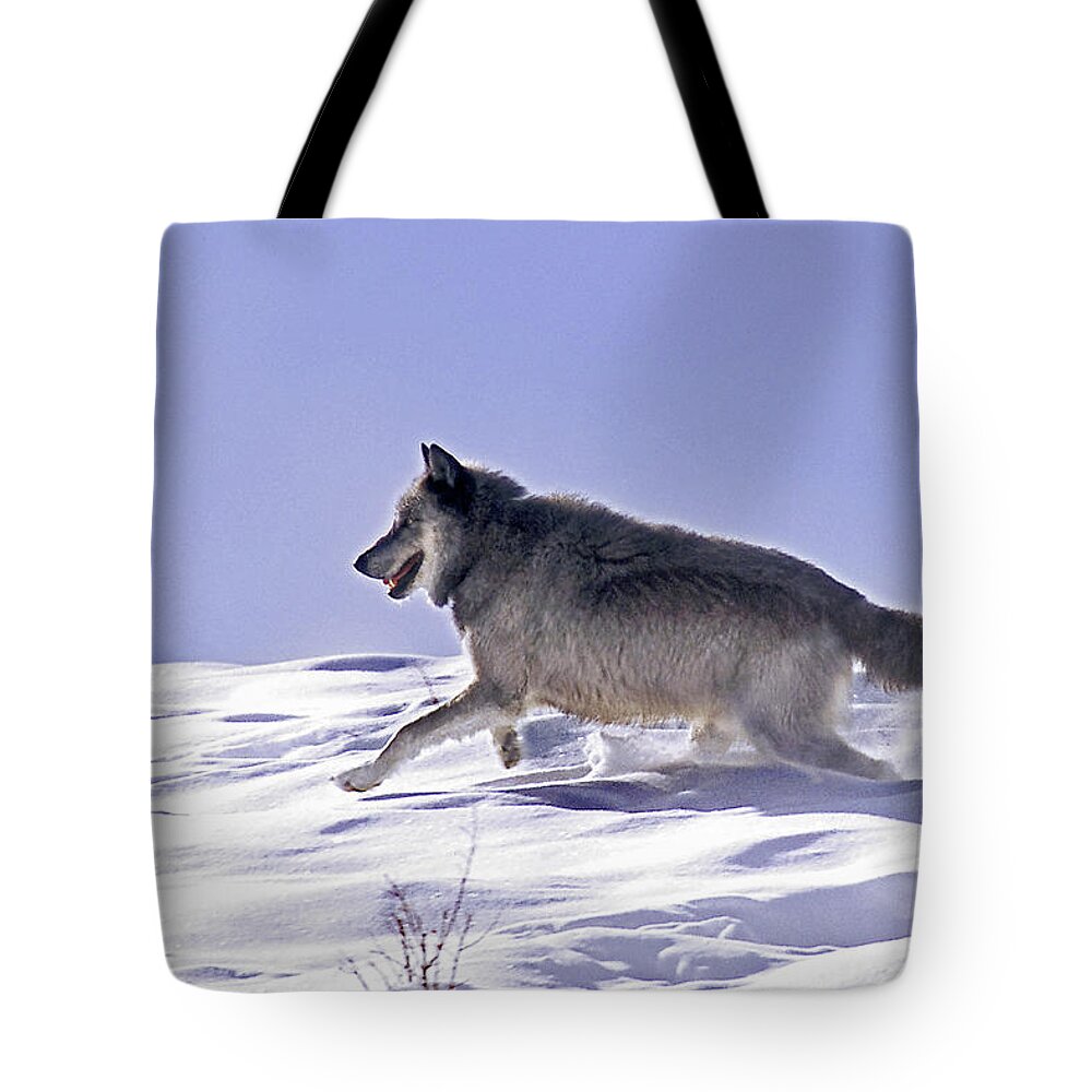 Wolf Tote Bag featuring the photograph His Majesty Wolf 21M by Mark Miller