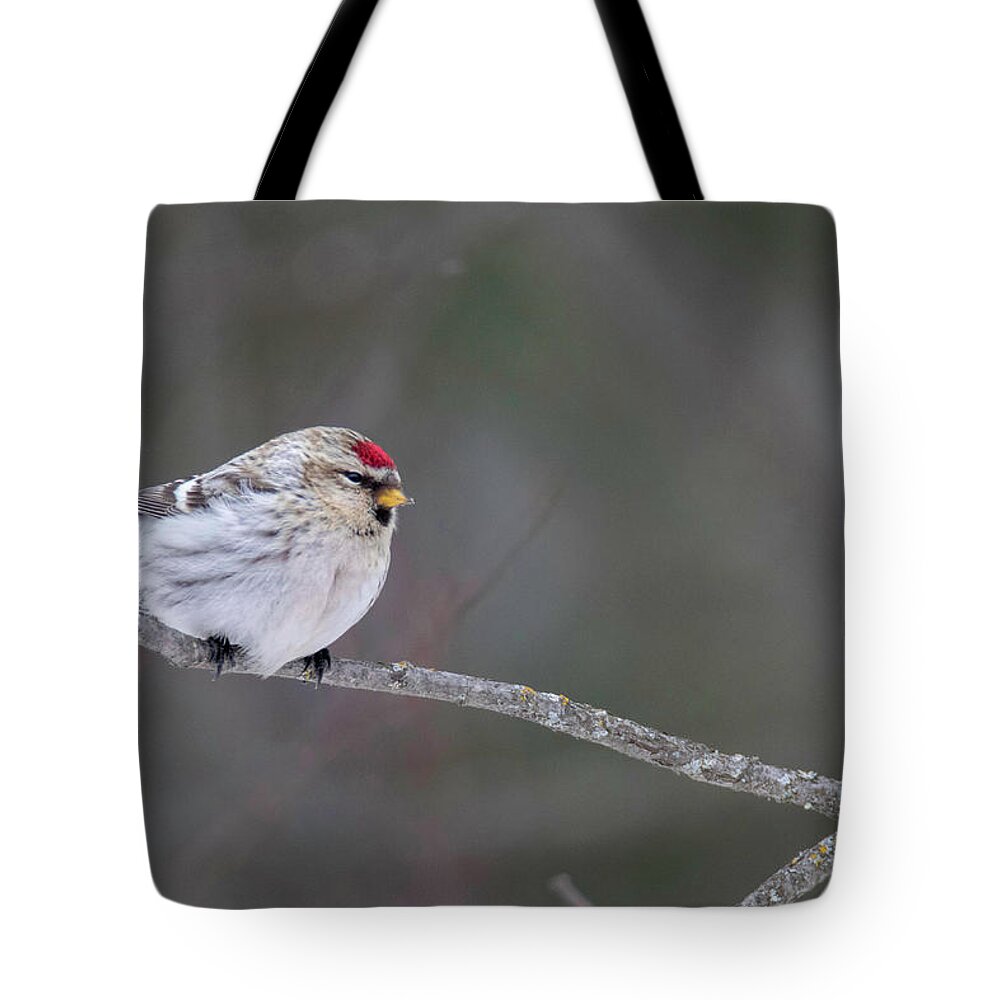 Bird Tote Bag featuring the photograph Hoary Redpoll by Brook Burling