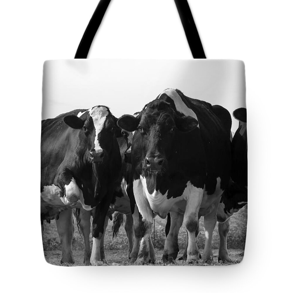 Holstein Tote Bag featuring the photograph Curious Holsteins by David Ralph Johnson