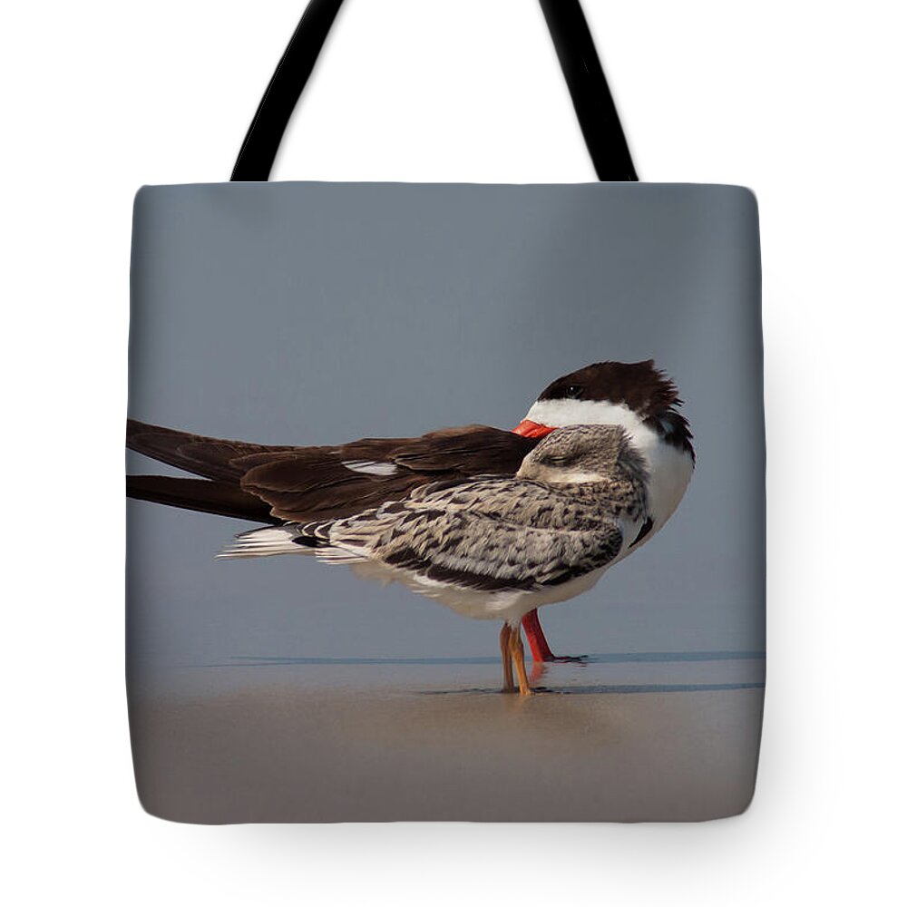 Black Skimmer Tote Bag featuring the photograph Homer and Bart by Paul Rebmann