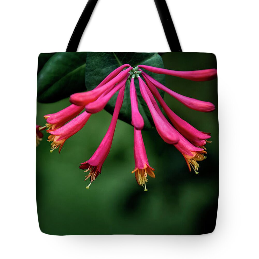 Honeysuckle Tote Bag featuring the photograph Honeysuckle by Greg and Chrystal Mimbs