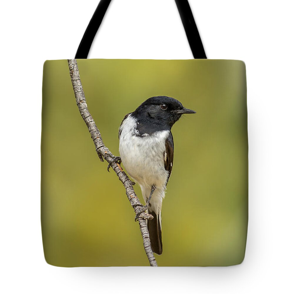Bird Tote Bag featuring the photograph Hooded Robin by Racheal Christian