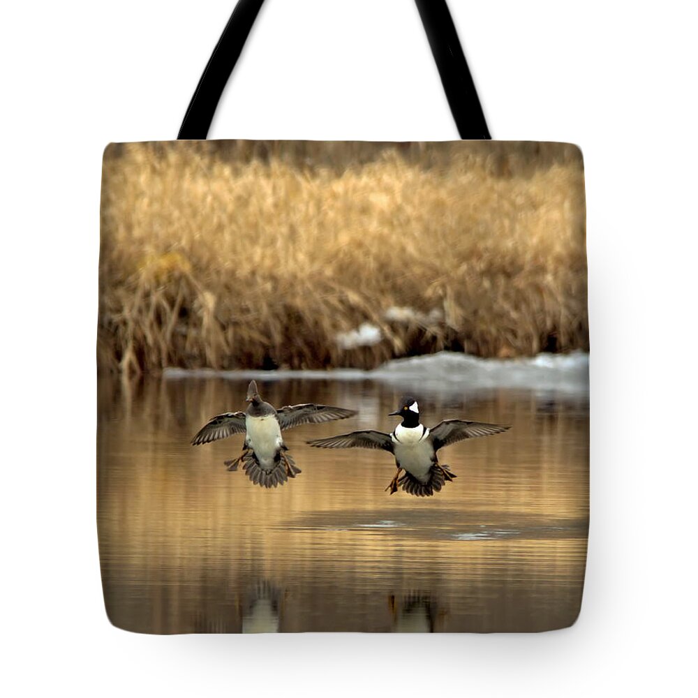 Bird Tote Bag featuring the photograph Hoodies Coming In by Harry Moulton