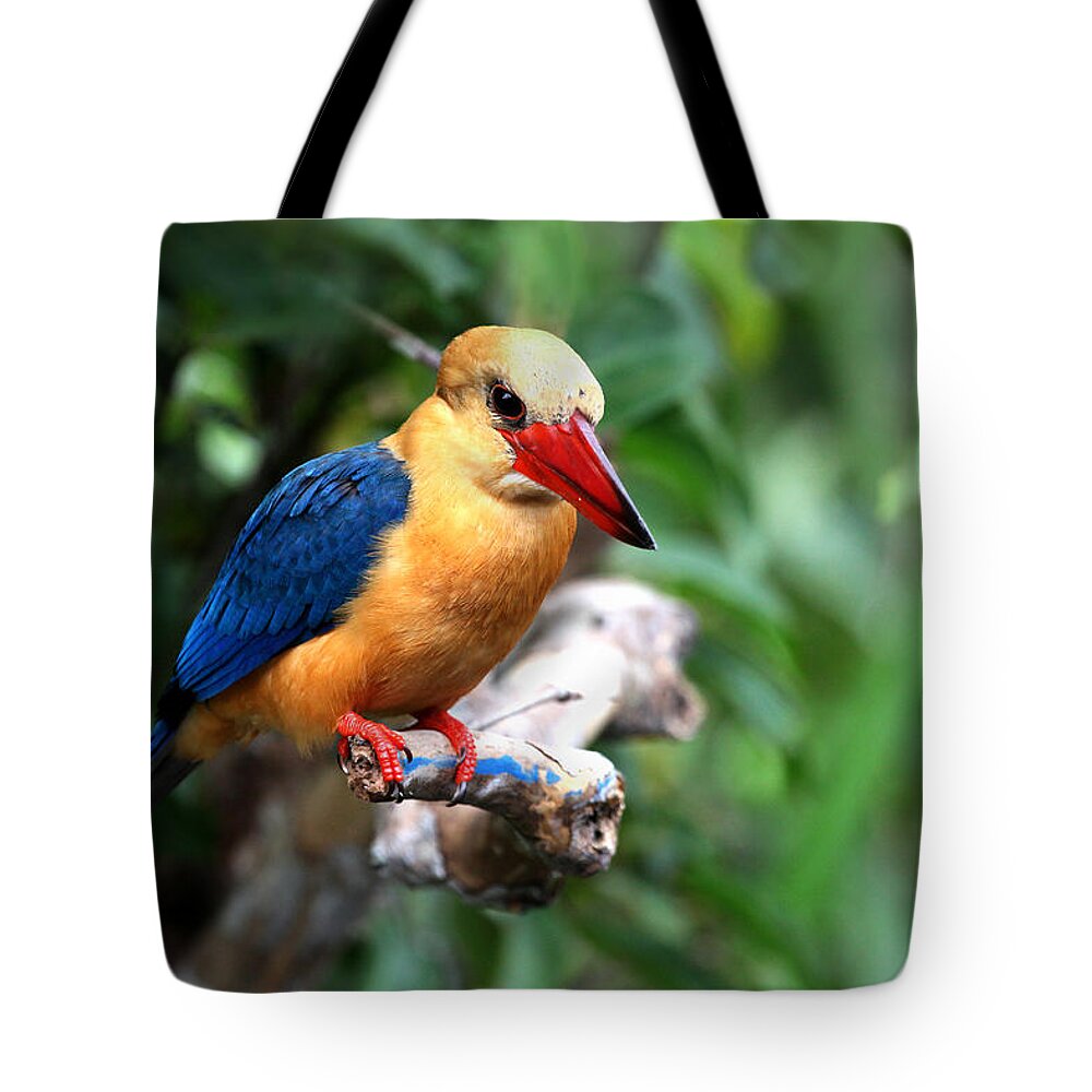  Tote Bag featuring the photograph Stork-billed Kingfisher by Darcy Dietrich