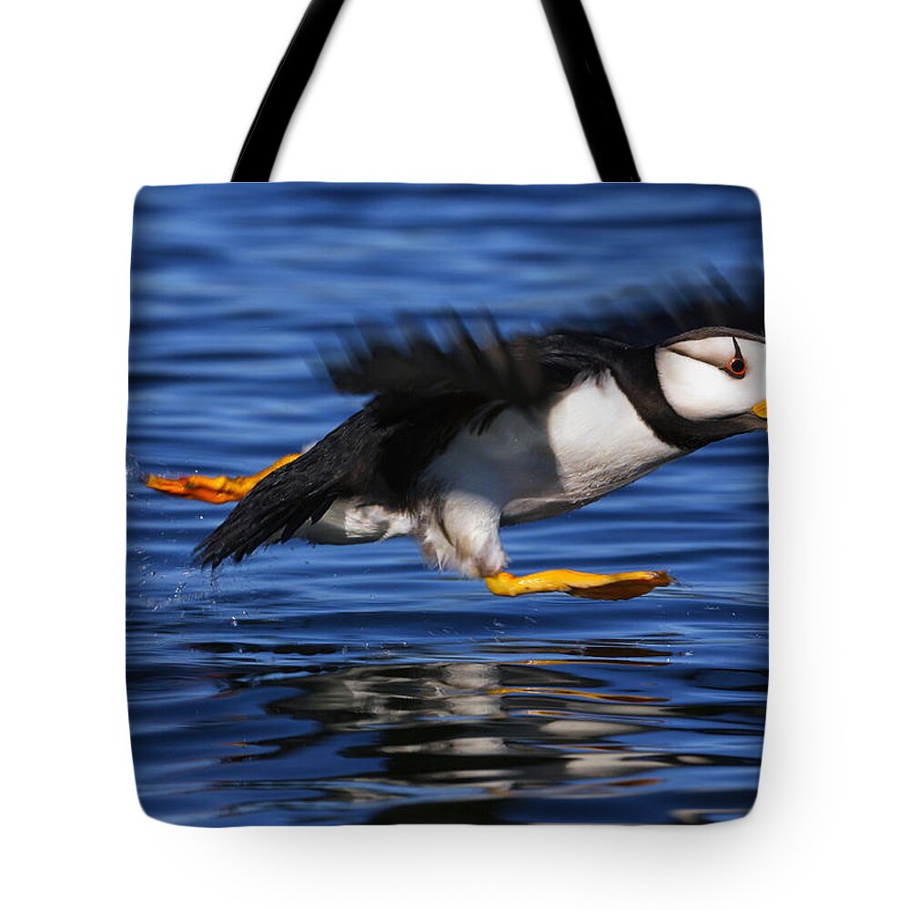 Southwest Alaska Tote Bag featuring the photograph Horned Puffin Fratercula Corniculata by Marion Owen