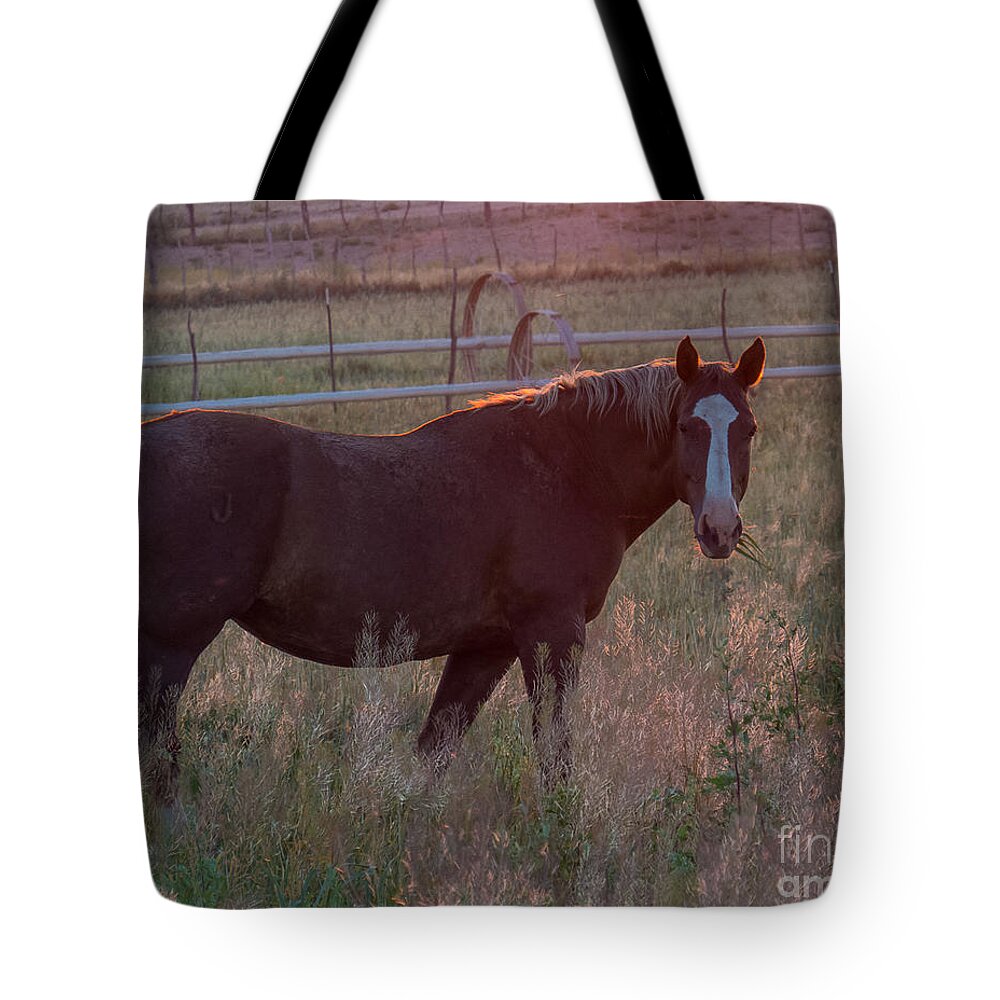 Nature Tote Bag featuring the photograph Horses 2 by Christy Garavetto
