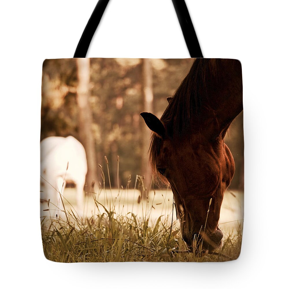 Horses Tote Bag featuring the photograph Horses Graze in the Evening by Rachel Morrison