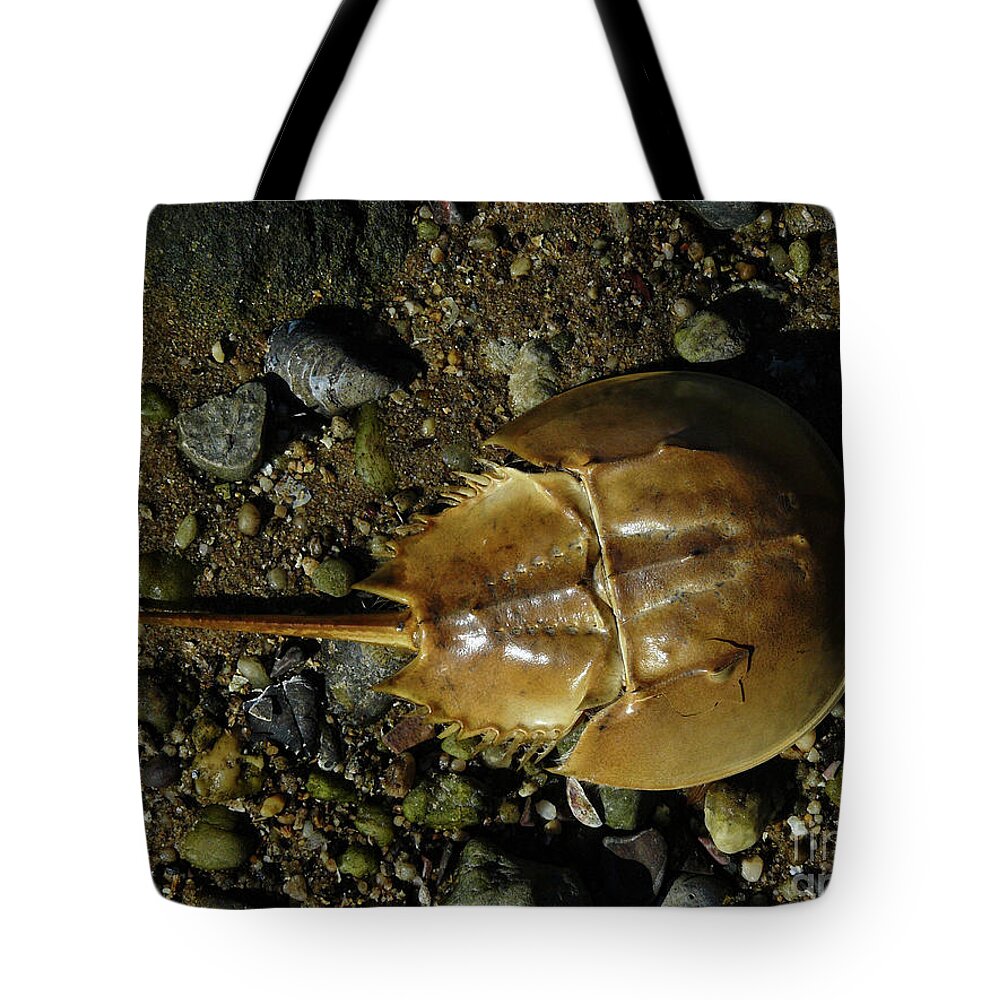 Horseshoe Crab Tote Bag featuring the photograph Horseshoe Crab by Jeff Breiman
