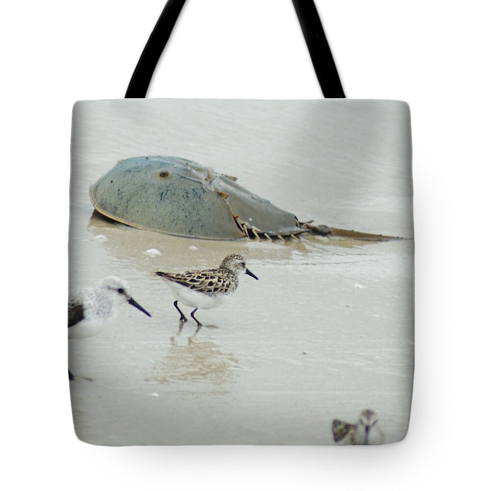 Sand Tote Bag featuring the photograph Horseshoe Crab with Migrating Shorebirds by Richard Bryce and Family