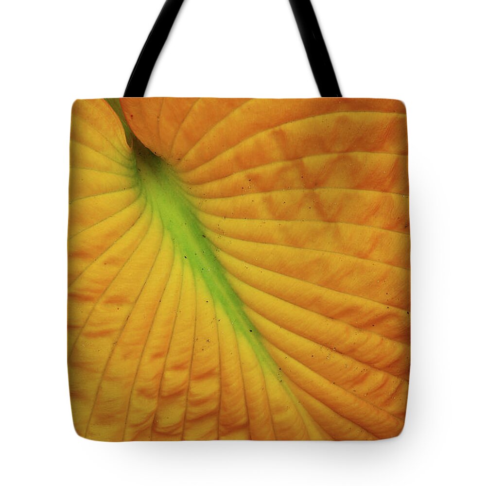 Hosta Leaves Turned Golden Fall Autumn Tote Bag featuring the photograph Hosta leaf turned golden yellow in the Fall by Reimar Gaertner