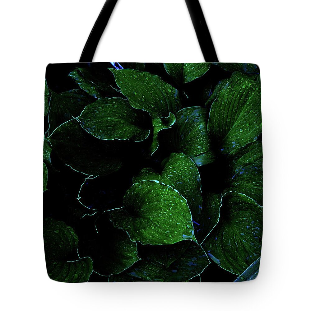 Hosta Succulent Garden Home Perennial Tuber Bulb Water Rain Formation Droplet Drop Morning Dew Fascinating Interesting Dark Background Tote Bag featuring the photograph Hostas After the Rain II by Leon DeVose