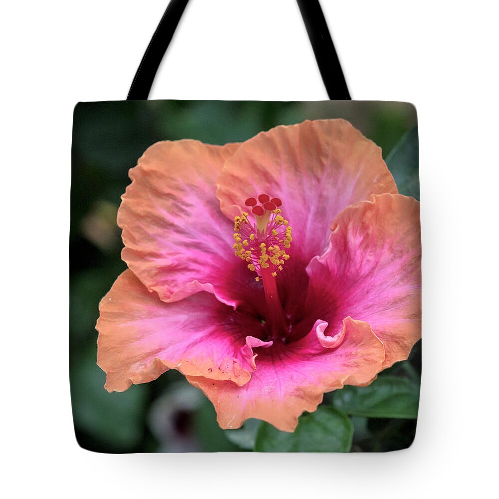 Hibiscus Tote Bag featuring the photograph Hot Pink Hibiscus by Roni Chastain