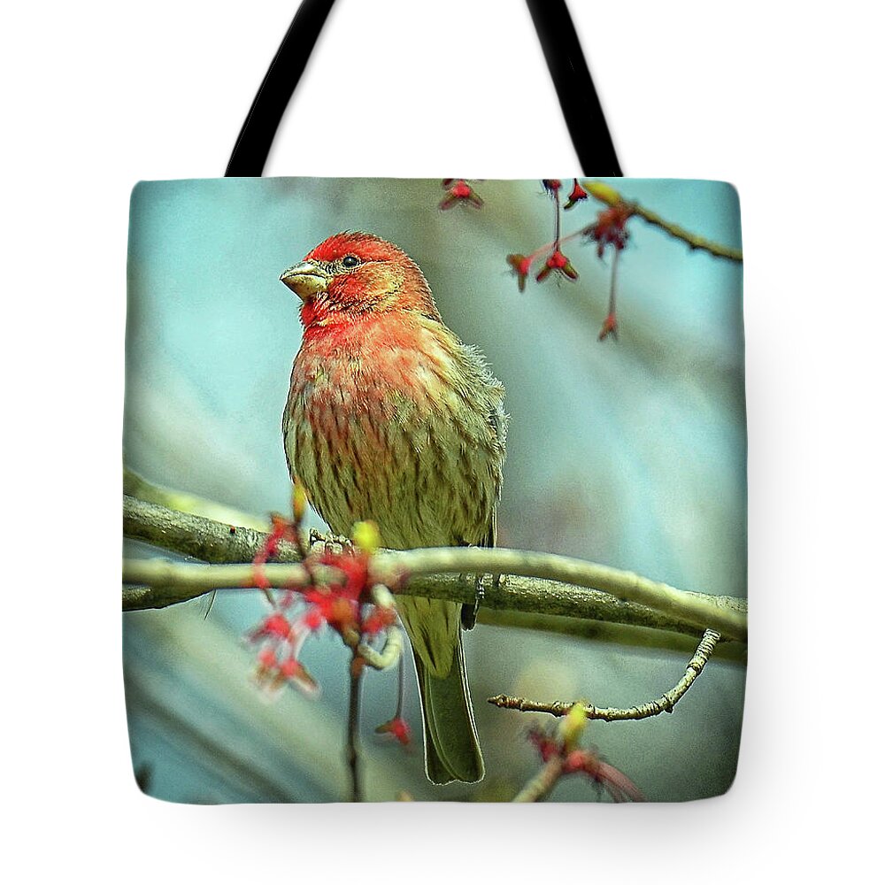 House Finch Tote Bag featuring the photograph House Finch in Spring by Rodney Campbell