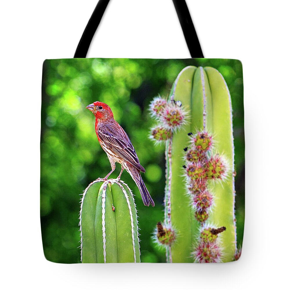 Cactus Tote Bag featuring the photograph House Finch on Blooming Cactus by Good Focused