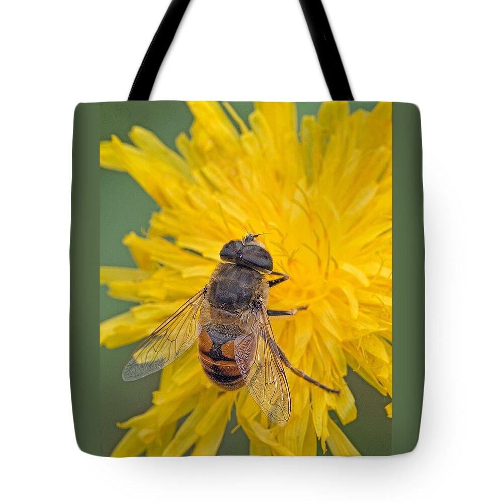 Syrphidae Tote Bag featuring the photograph Hover Fly on Sow Thistle by Jim Zablotny