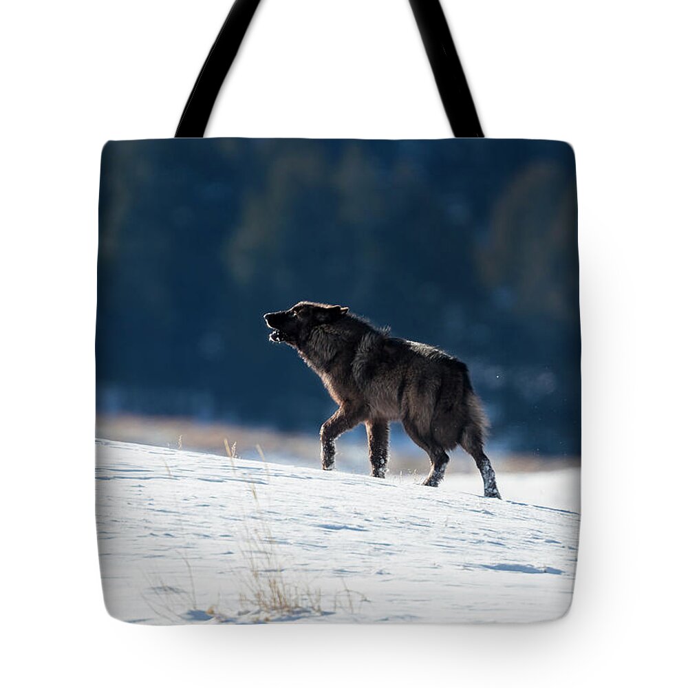 Mark Miller Photos Tote Bag featuring the photograph Howling Black Yearling Wolf by Mark Miller