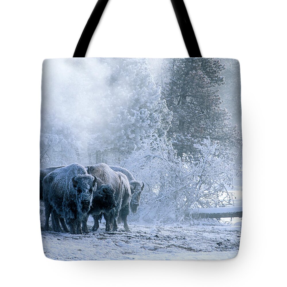 Yellowstone Tote Bag featuring the photograph Huddled For Warmth by Sandra Bronstein